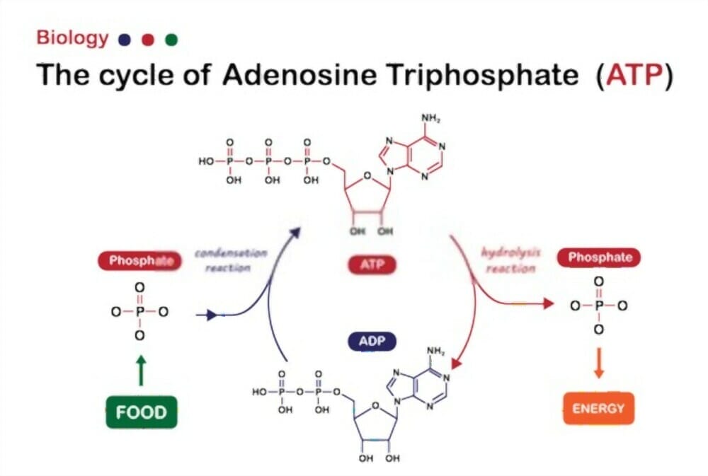 Adenosine Receptors