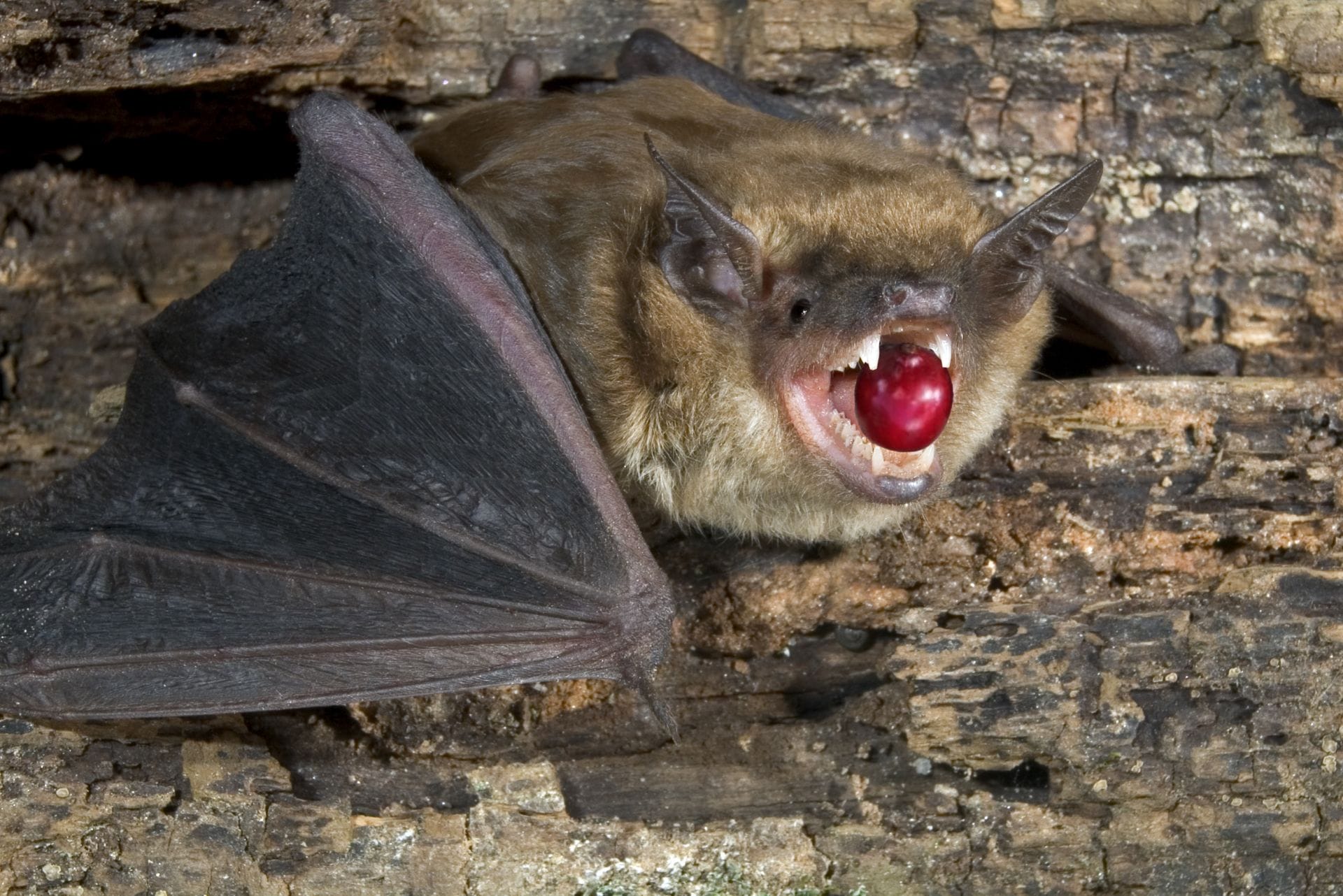 Poop Coffee What Is It?