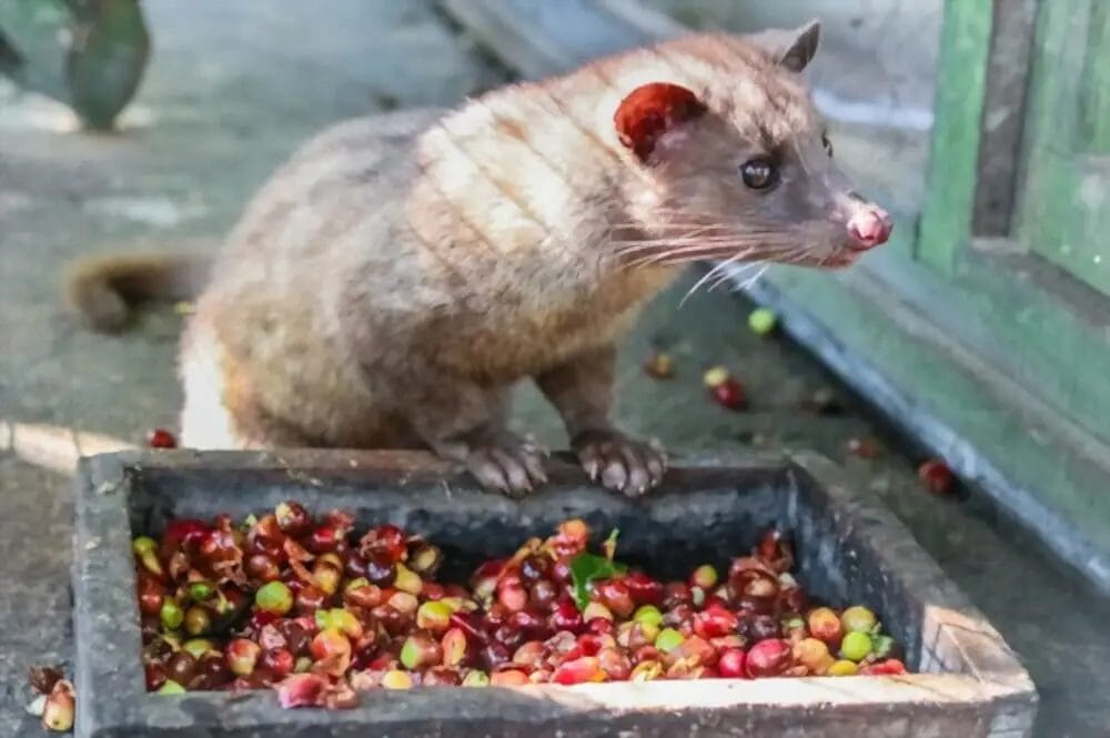 Civet Cat Poop Coffee (Kopi Luwak)