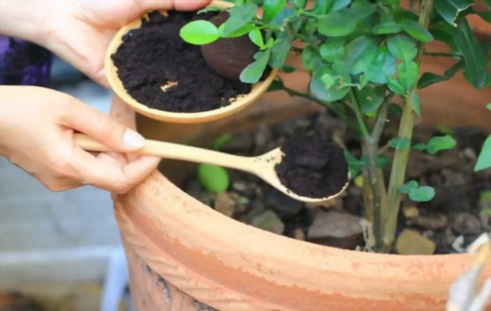 How do you dry out used coffee grounds?