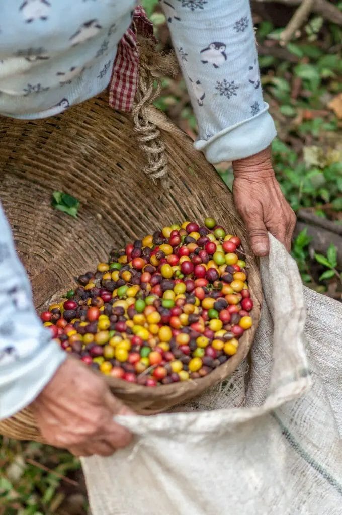 How does coffee get from the plant to your cup?