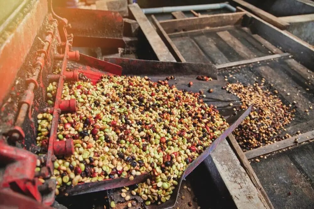 Coffee Processing