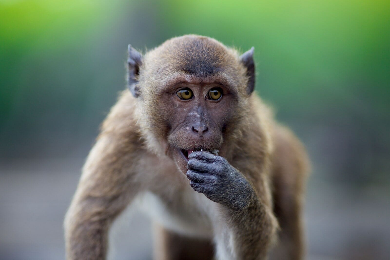 Poop Coffee What Is It?