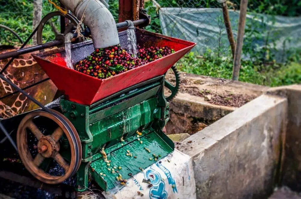 What does washed coffee mean?