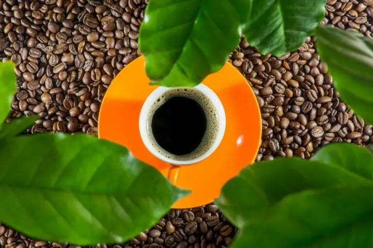 Best Ethiopian Coffee Beans – Which Is The Strongest Coffee?￼
