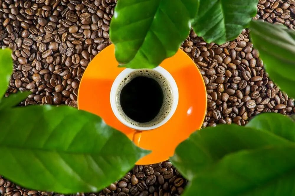 Ethiopian Coffee Beans Ethiopian Coffee Beans
