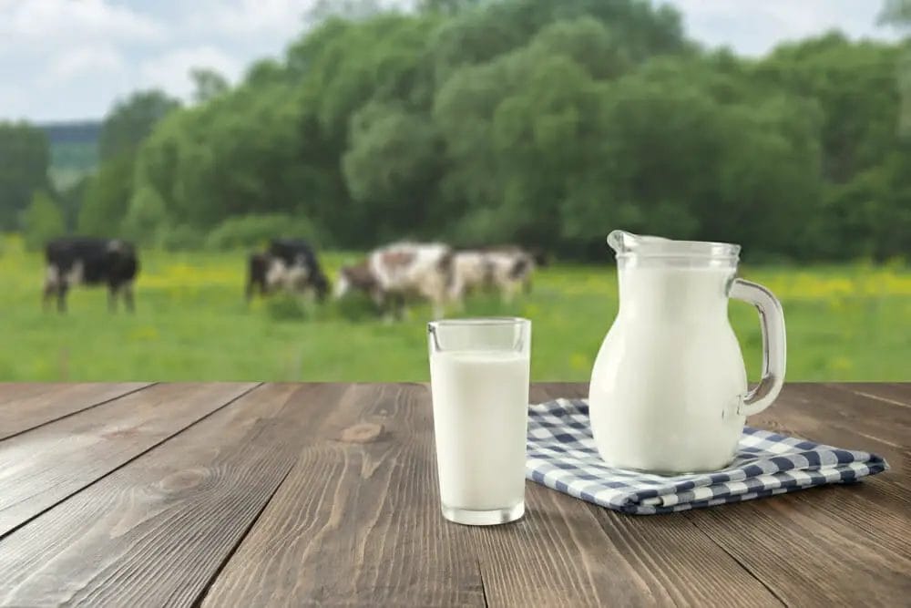 How healthy is cow milk?