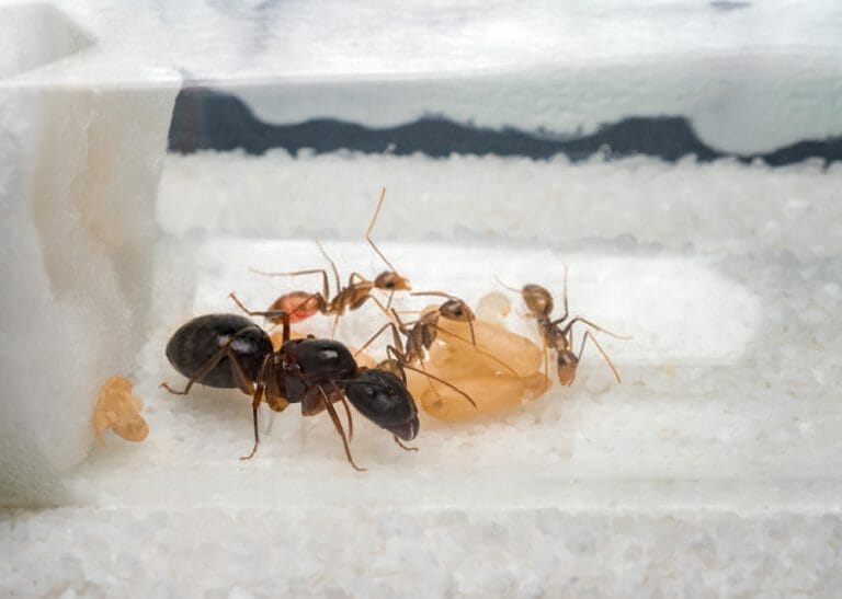 Prevent Getting Ants Getting Into Your Keurig Machine