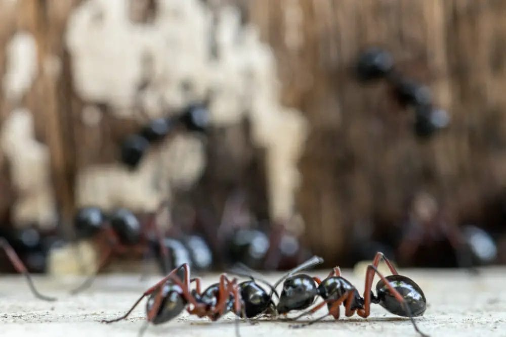 Why are there ants in my coffee machine?