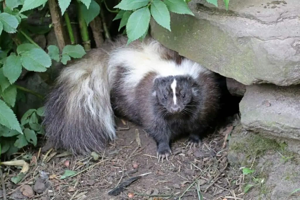 How do you keep skunks out of your yard at night?