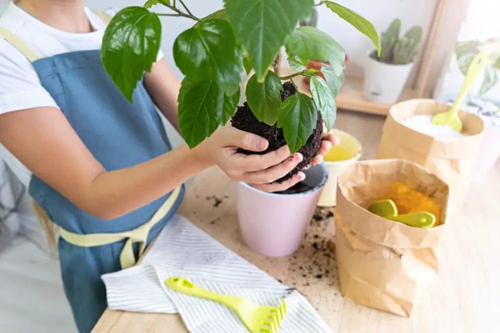 How do you take care of a potted hibiscus plant?