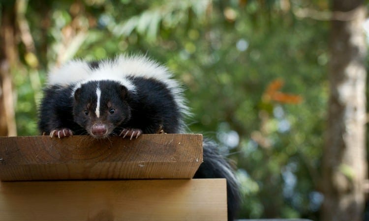 Will coffee grounds keep skunks away?